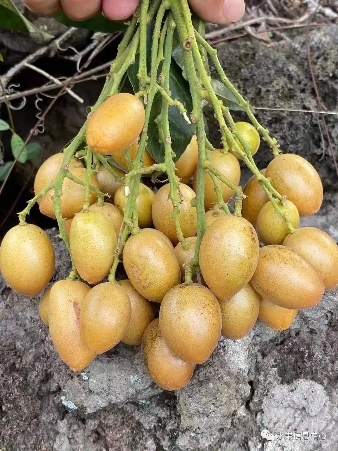 蜜菠萝种植技术新闻报道_菠萝蜜种植新技术_蜜菠萝种植技术新闻