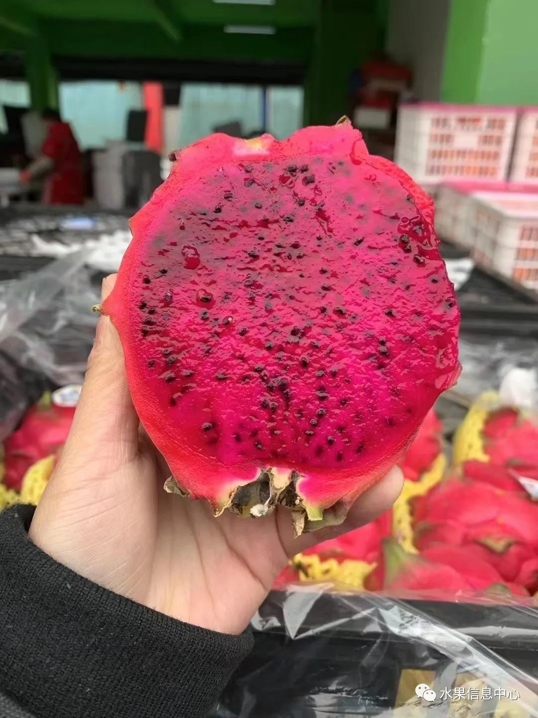 菠萝蜜种植新技术_蜜菠萝种植技术新闻_蜜菠萝种植技术新闻报道