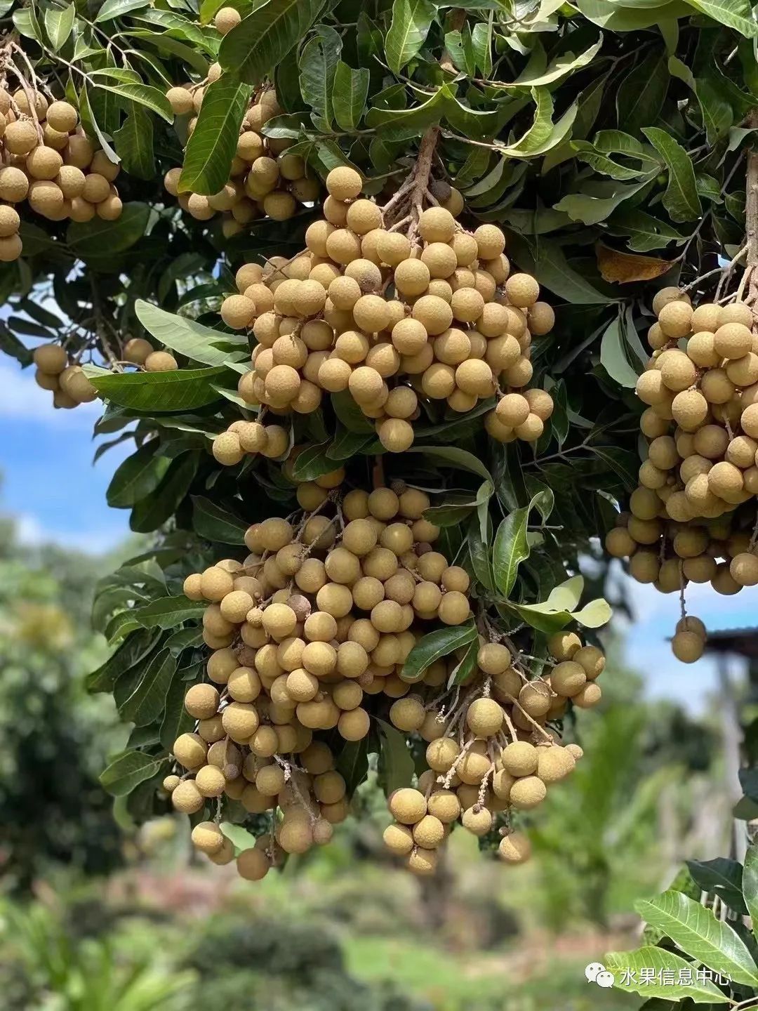 蜜菠萝种植技术新闻_蜜菠萝种植技术新闻报道_菠萝蜜种植新技术