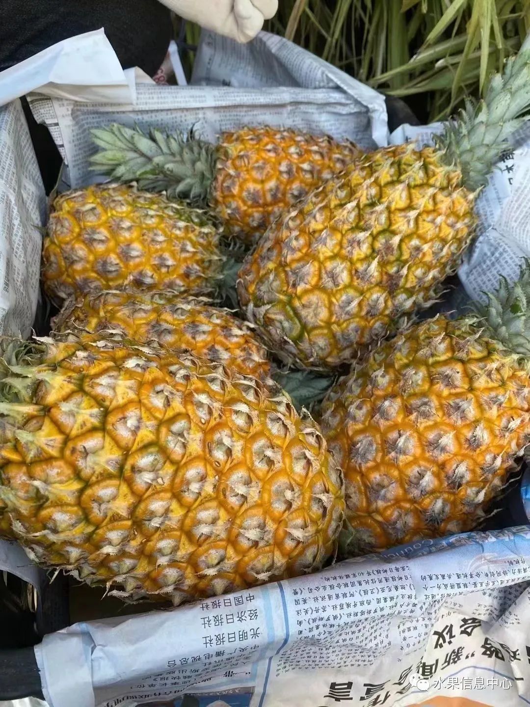 蜜菠萝种植技术新闻_蜜菠萝种植技术新闻报道_菠萝蜜种植新技术
