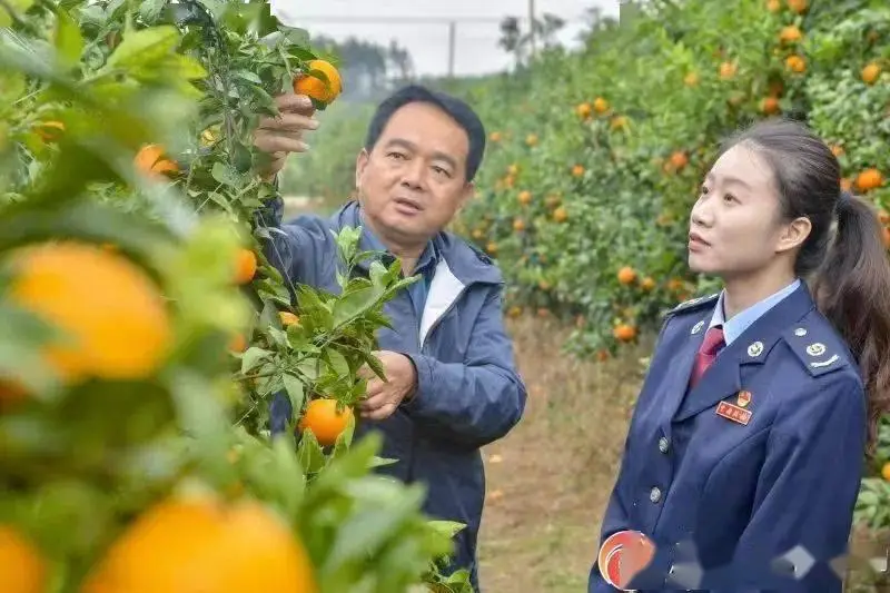 “小砂糖橘”里的税收密码