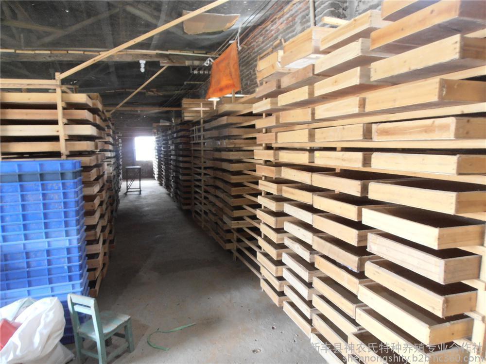黄粉虫卵的养殖技术_养殖黄粉虫的前景_石金钱龟的养殖前景与技术