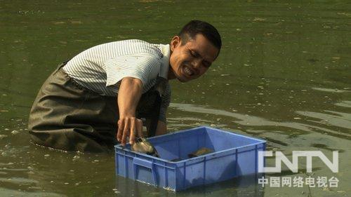 视频致富广西养甲鱼cctv7_广西甲鱼养殖_cctv7致富经广西养甲鱼视频