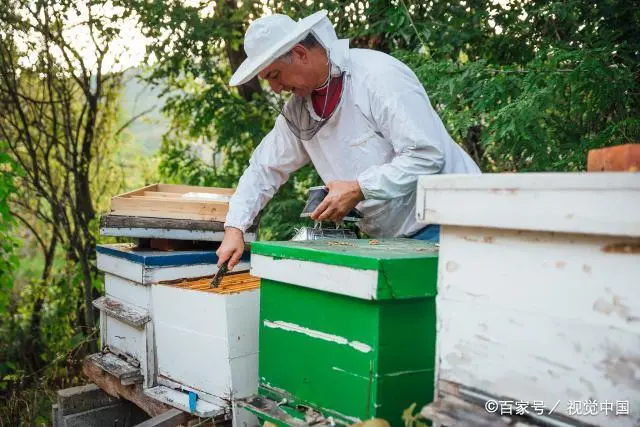 蜂箱的养殖方法视频_壁蜂养殖技术_蜂的养殖技术