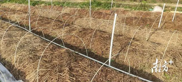 农村致富门实例_农村致富新项目种植_特色种植敲开村民致富门
