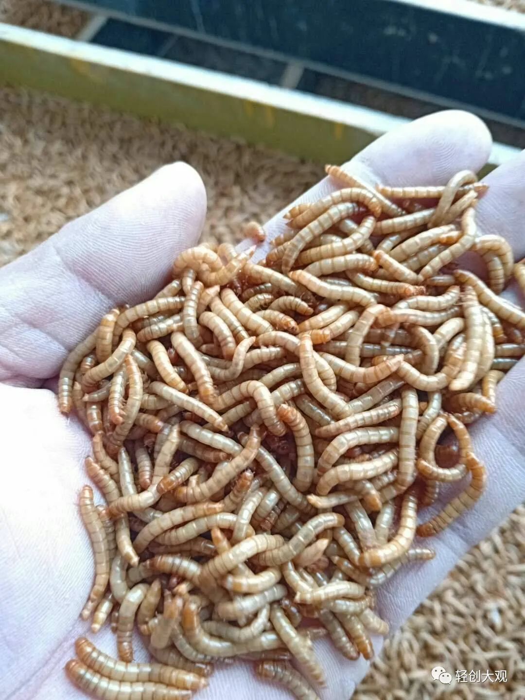 黄粉虫 养殖技术_乡村四季山东黄粉虫养殖事迹_山东黄粉虫养殖基地