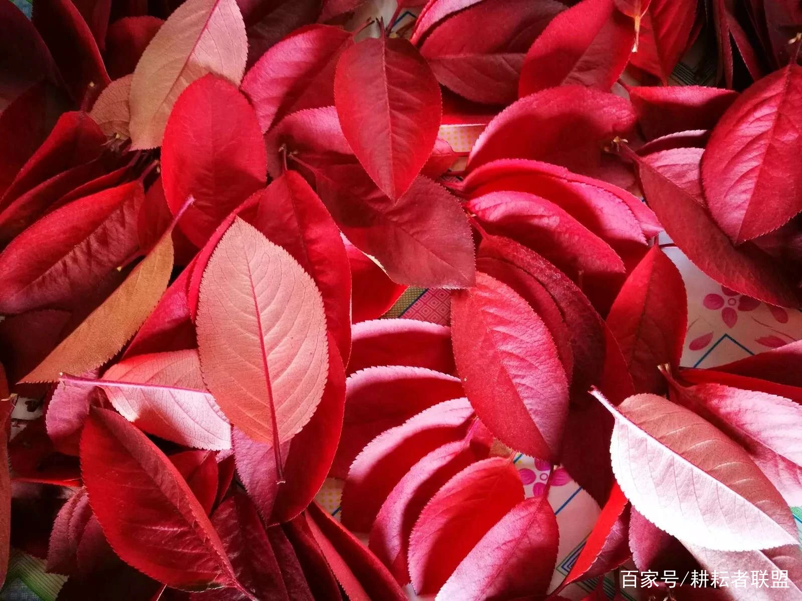 致富经桑椹果种植_致富种植果桑椹好吗_致富种植果桑椹怎么样