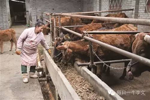 贵州关岭县：农户叶江的养牛致富经