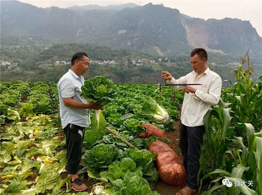 瓜大姐种植致富_瓜大姐种植致富_瓜大姐种植致富