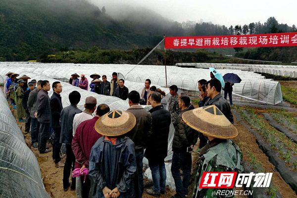 种植辣椒致富增收方案_致富辣椒增收种植方案设计_辣椒种植大户的致富经