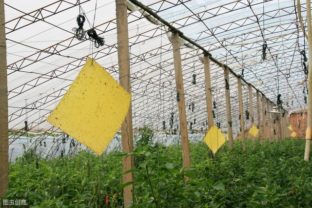 大棚种植辣椒如何节本增效，喜迎大丰收？农户：具体种植方法如下