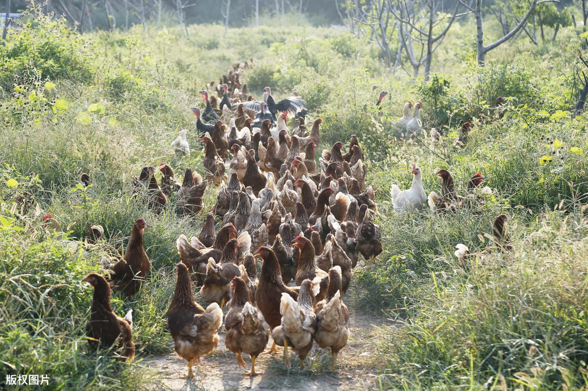 野生土鸡养殖技术_野生养殖土鸡技术要求_野生养殖土鸡技术与管理
