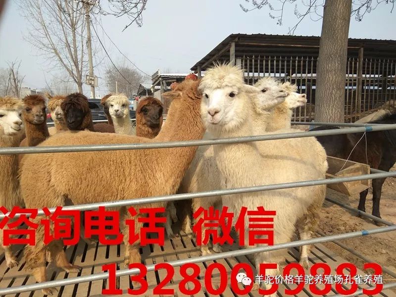羊驼价格多少钱一只