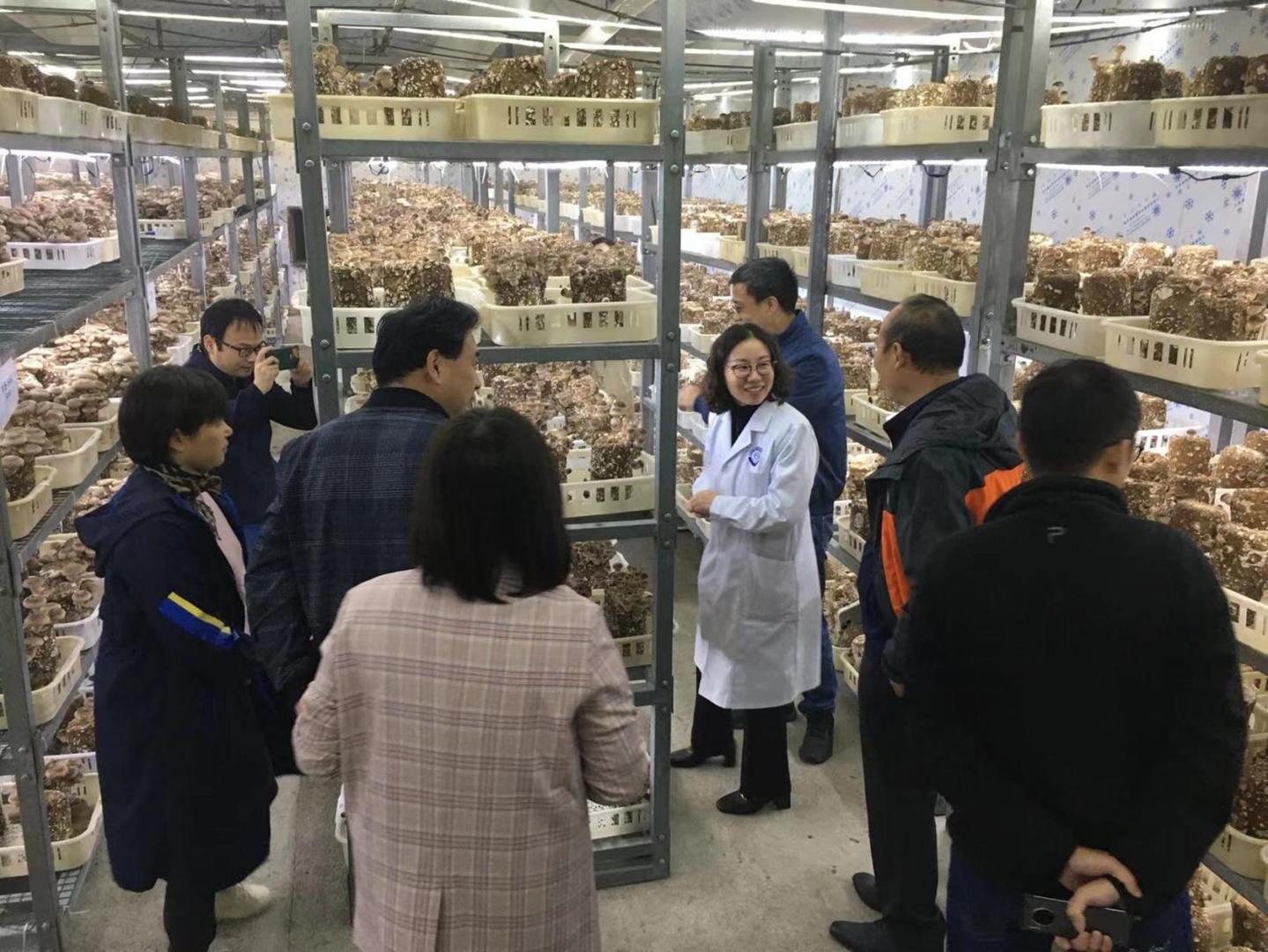 申香”系列香菇又添新品种质优高产　为食用菌设施化多品种栽培贡献科技力量
