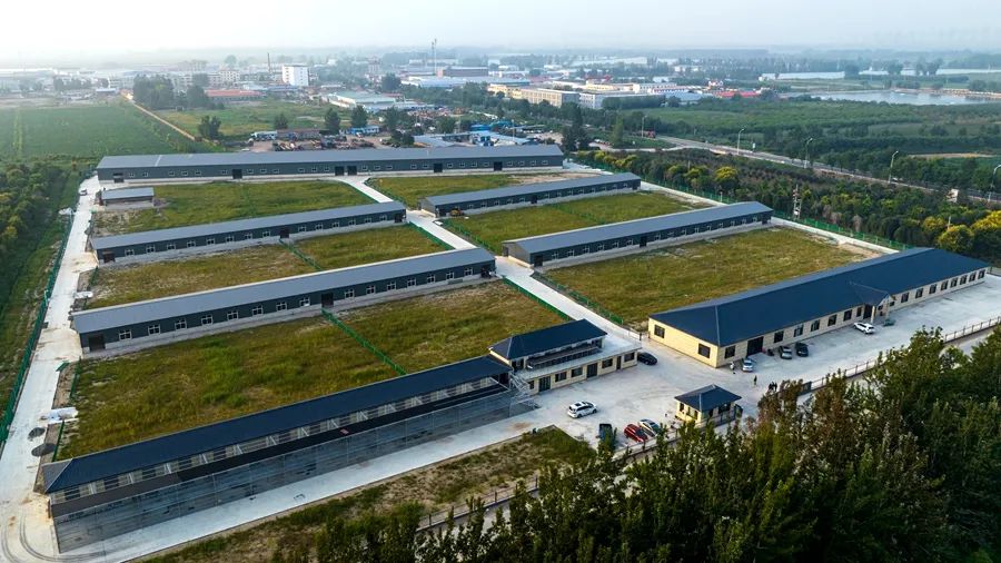 养殖羊驼技术规范_关于羊驼养殖技术_养殖羊驼技术视频
