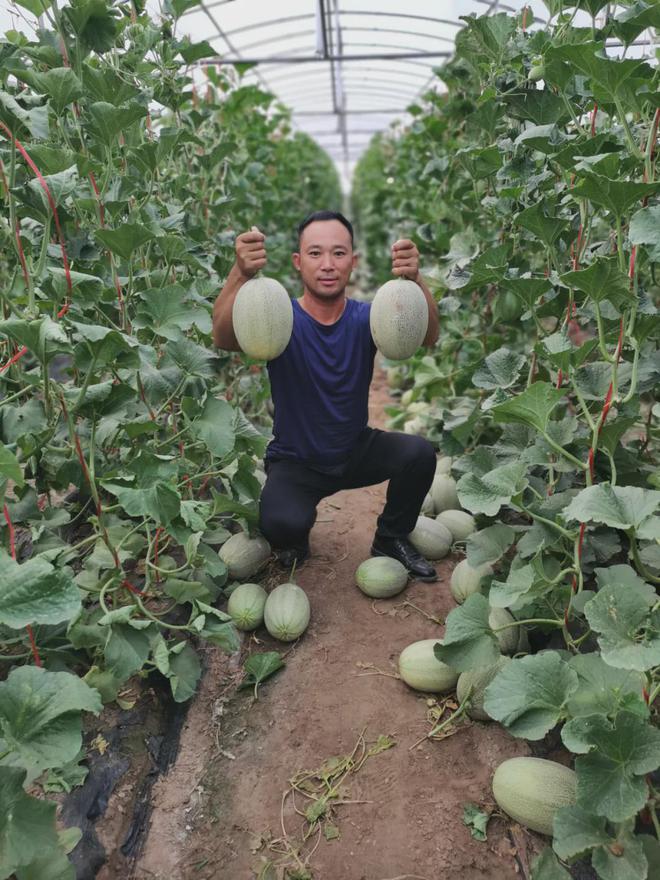 瓜大姐种植致富_瓜大姐种植致富_瓜大姐种植致富