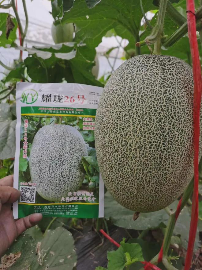 瓜大姐种植致富_瓜大姐种植致富_瓜大姐种植致富