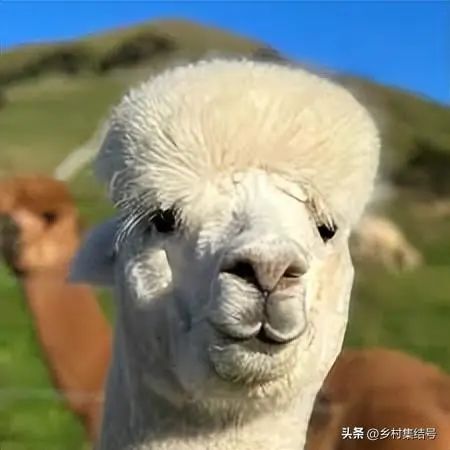 2020养殖羊驼_关于羊驼养殖技术_养殖羊驼技术规范