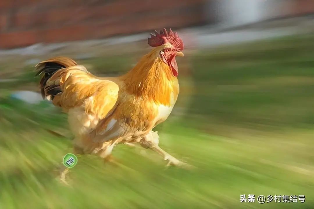 养殖羊驼技术规范_2020养殖羊驼_关于羊驼养殖技术