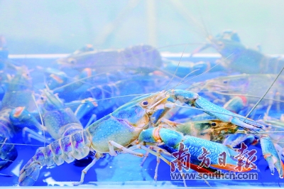 小白虾高产养殖技术_小白虾养殖高产技术视频_小白虾的养殖技术