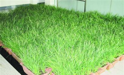 无土种植韭菜技术_韭菜种植土无技术怎么办_家庭种韭菜需要怎么配土