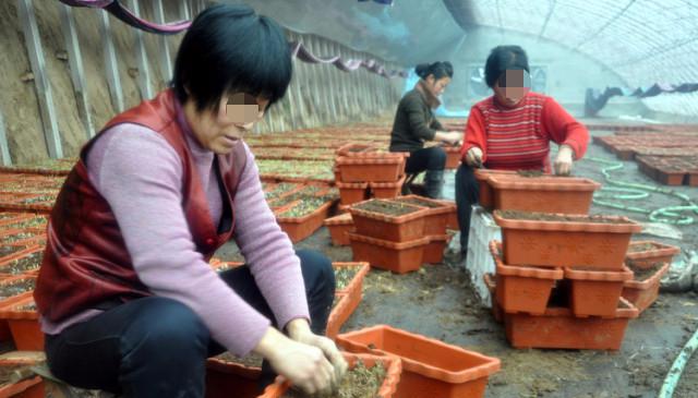 韭菜种植土无技术怎么办_无土种植韭菜技术_家庭种韭菜需要怎么配土