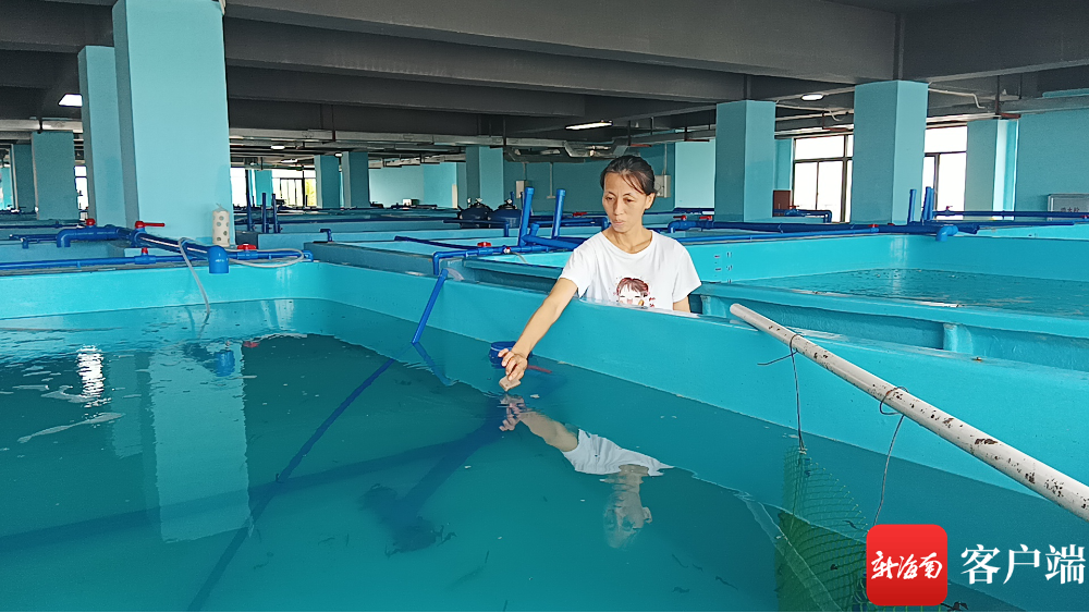 养殖鸡技术_桂虾养殖技术与管理_养殖土鸡技术和鸡舍建设