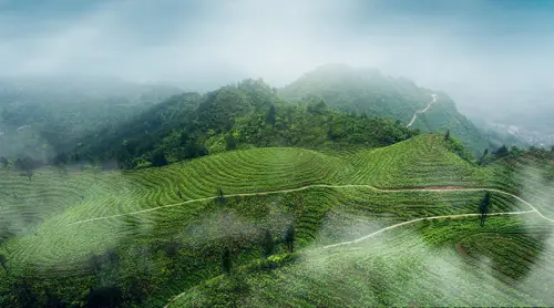 豆山药种植农村技术研究_山药豆的种植技术_农村山药豆种植技术