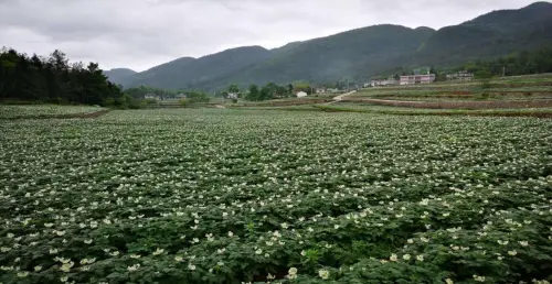 山药豆的种植技术_豆山药种植农村技术研究_农村山药豆种植技术