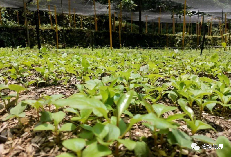 种植案例：中药材赚钱快车道，既省事，见效快的种苗培育，撂荒地就干了