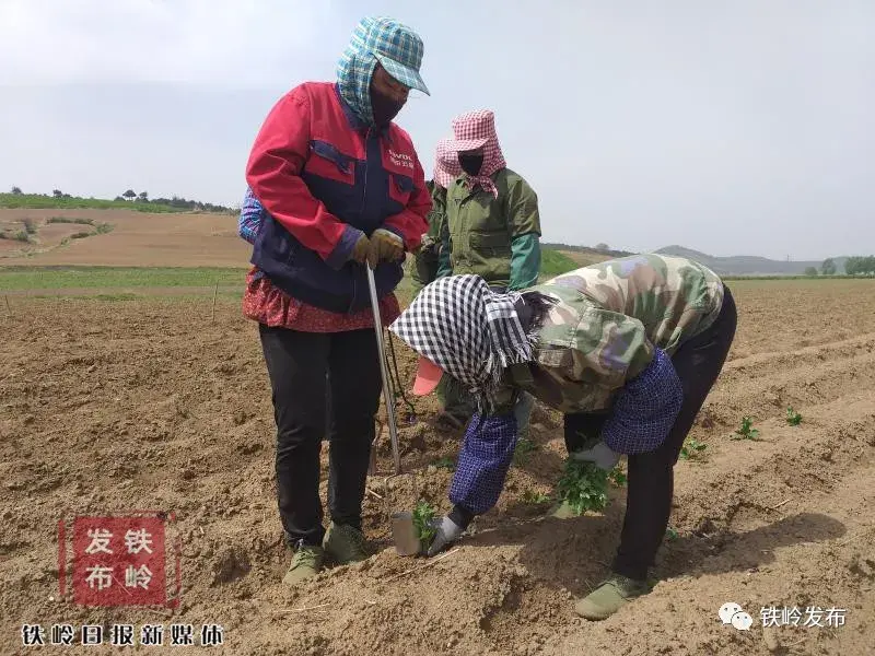 铁岭种什么农作物_铁岭农业种植致富_铁岭主要农作物
