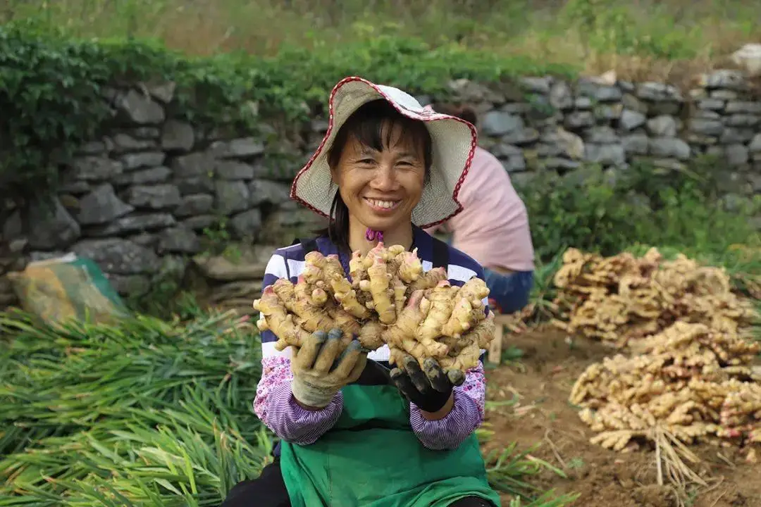 辣椒致富经_辣椒怎么种植致富_致富辣椒种植技术视频