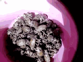 生财有道金蝉养殖_养金蝉 致富经_致富经养金蝉