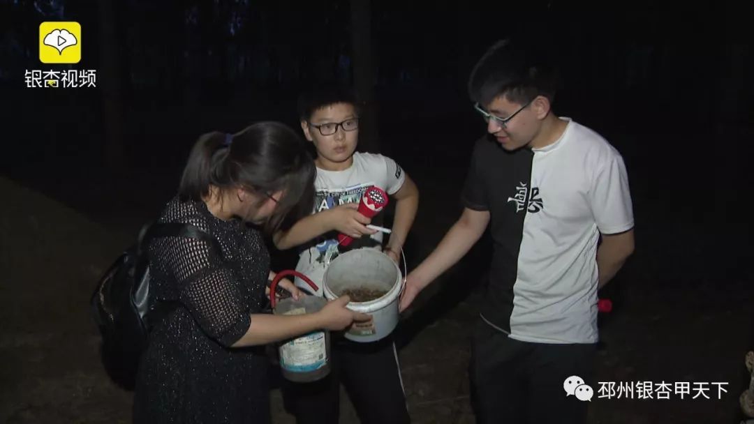 生财有道金蝉养殖_致富经养金蝉_养金蝉 致富经
