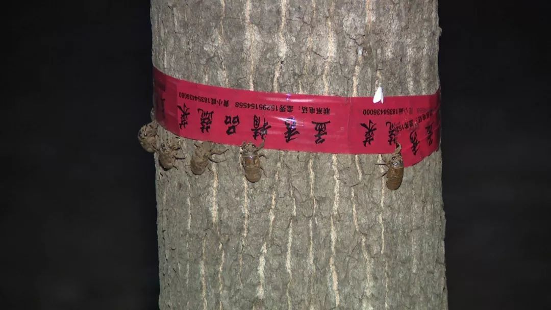 致富经养金蝉_养金蝉 致富经_生财有道金蝉养殖