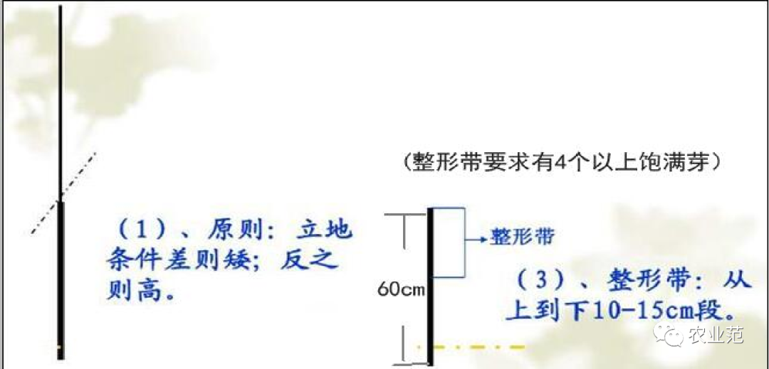 花椒栽培技术及主要病虫害防治