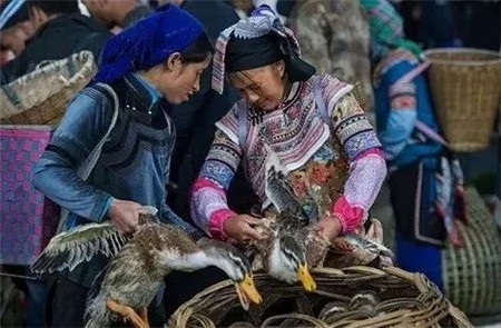 致富经大鱼_致富经一万斤鱼任你抢_致富经捕鱼