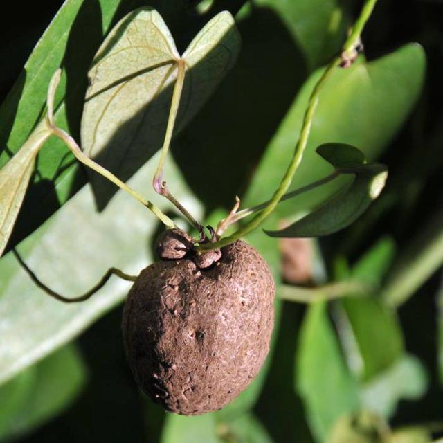 豆山药种植农村技术研究_山药豆的种植技术_农村山药豆种植技术