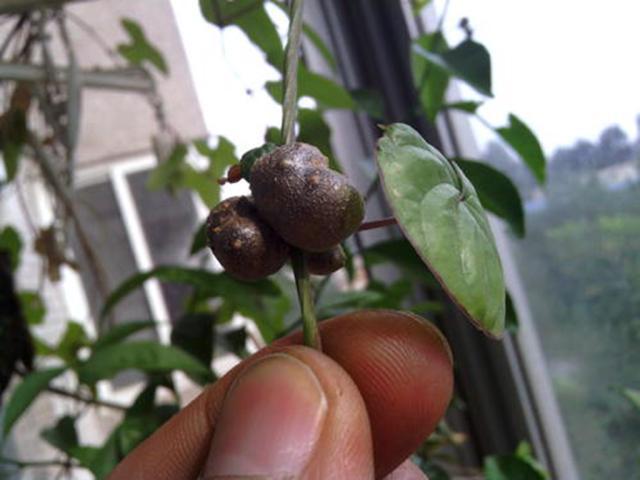 农村山药豆种植技术_豆山药种植农村技术研究_山药豆的种植技术