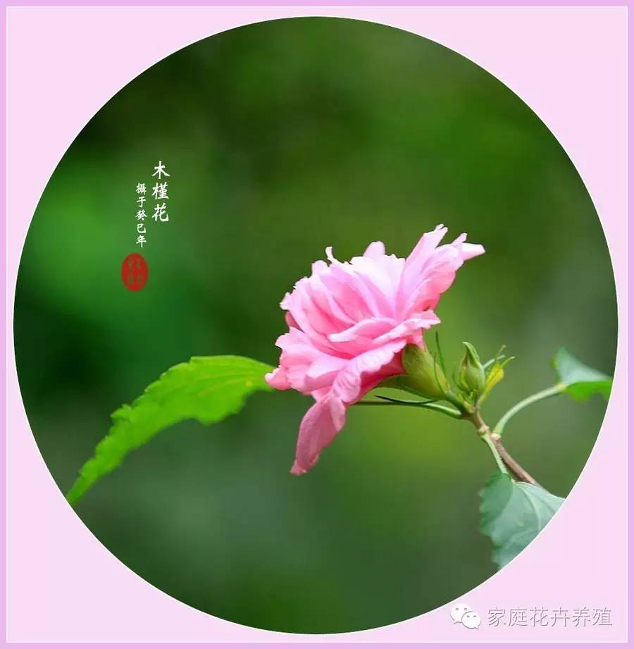 木槿花的养殖方法