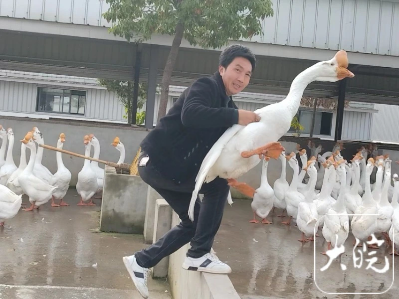 版纳牛肝菌_云南景东牛肝菌_致富经 景洪牛肝菌