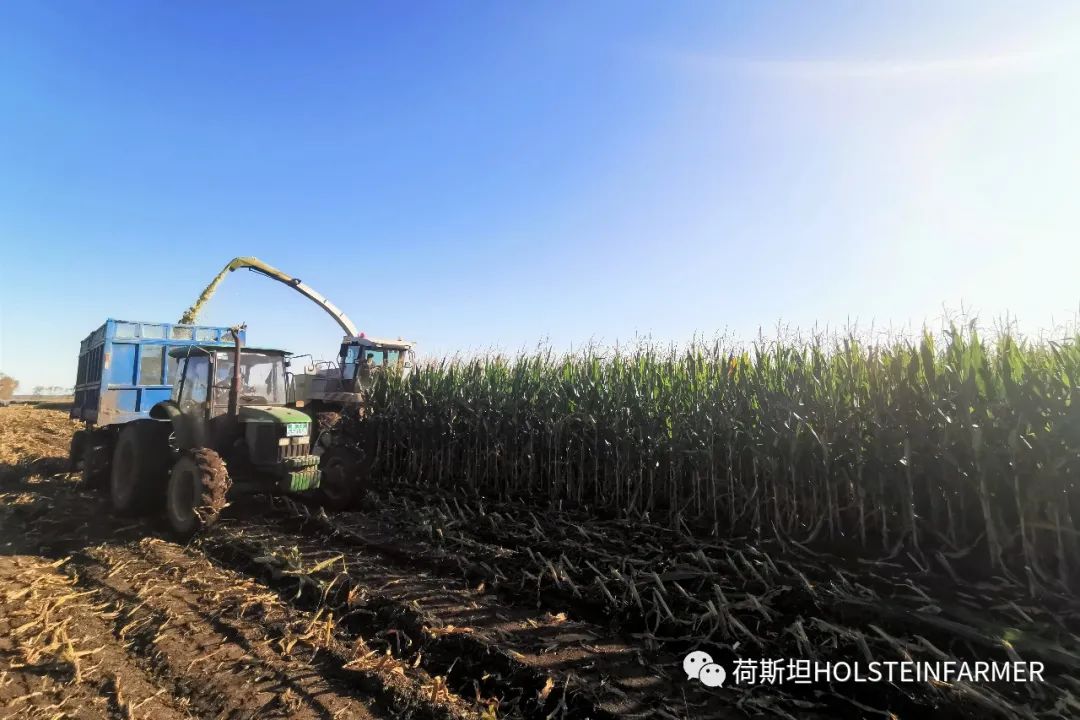 天牛养殖技术_天牛养植_养殖天牛技术要求