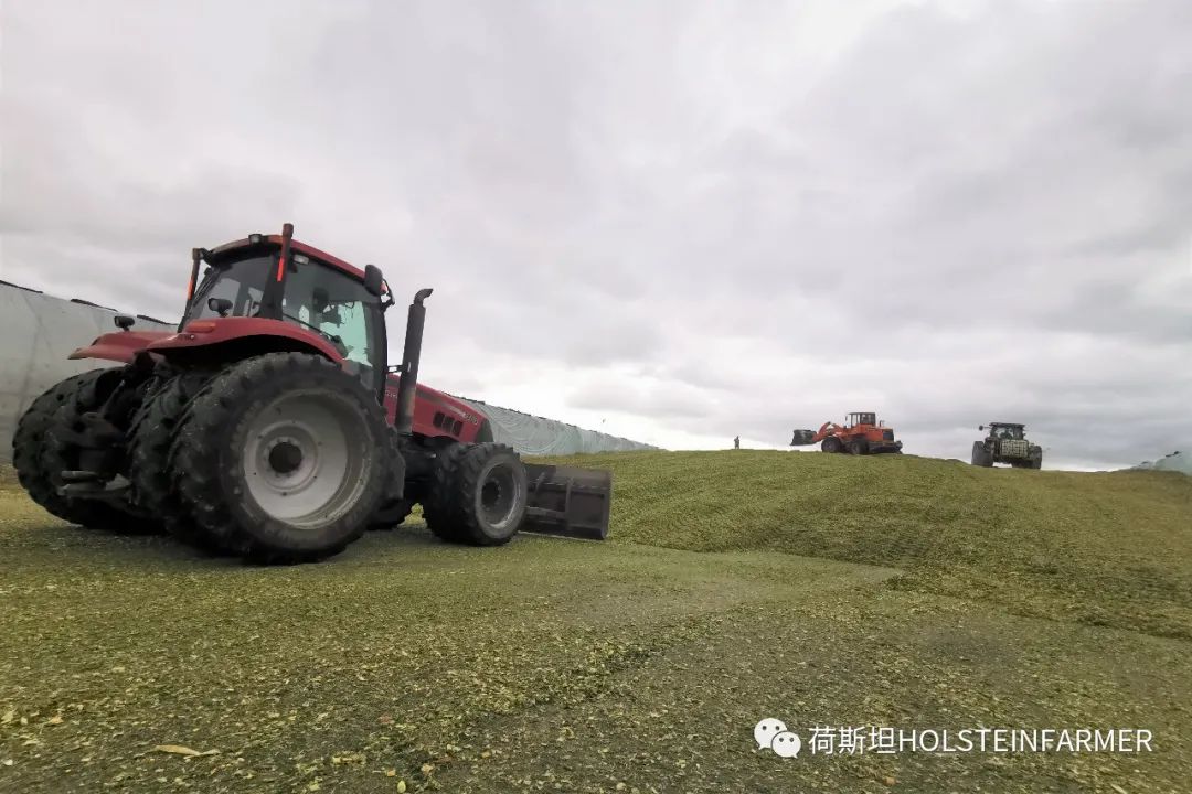 养殖天牛技术要求_天牛养殖技术_天牛养植