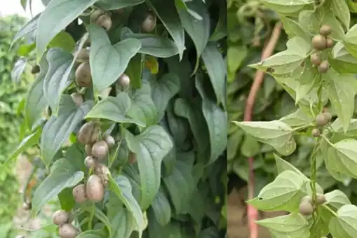 豆山药种植农村技术与管理_农村山药豆种植技术_山药豆的种植技术