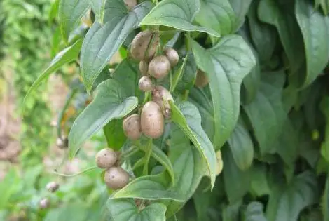 山药豆的种植技术_豆山药种植农村技术与管理_农村山药豆种植技术
