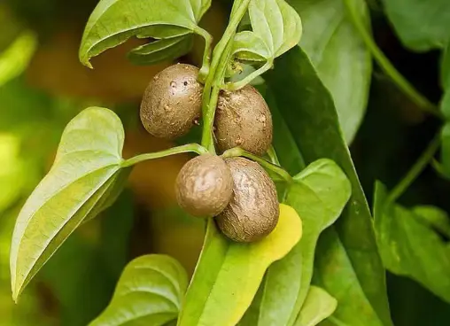 山药豆的种植技术_豆山药种植农村技术与管理_农村山药豆种植技术