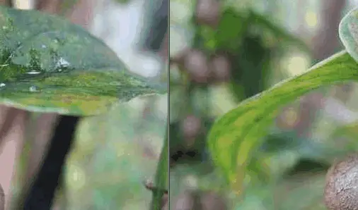 农村山药豆种植技术_山药豆的种植技术_豆山药种植农村技术研究
