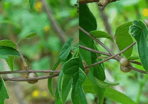 山药豆的种植技术_农村山药豆种植技术_豆山药种植农村技术研究