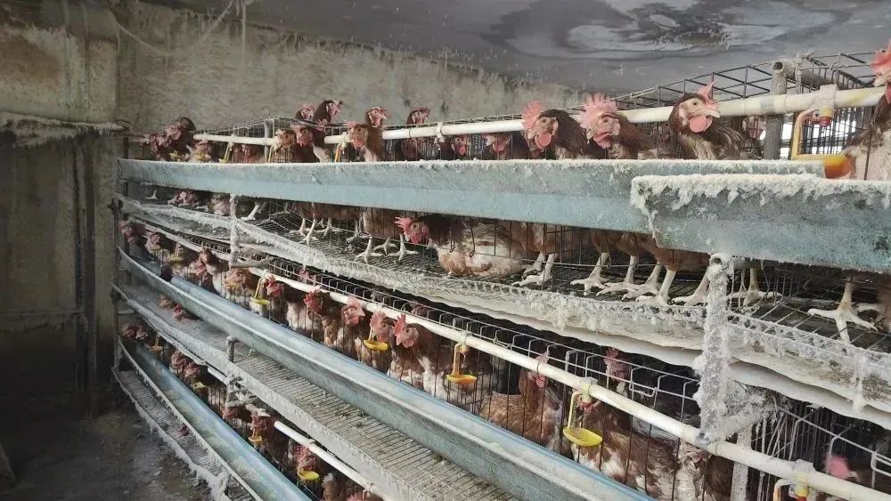 致富项目养鸡_致富经养殖鸡视频_蛋鸡养殖致富方法