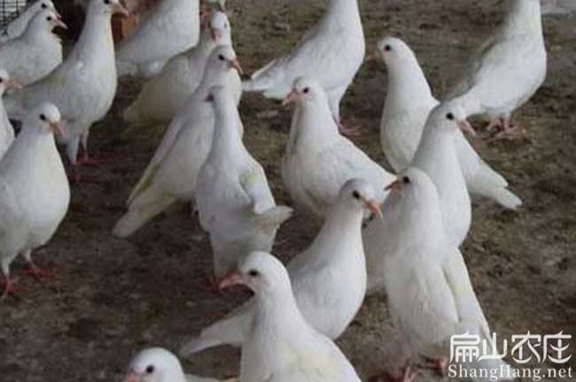 鸽子养殖户_福建鸽子养殖技术_鸽子养殖业
